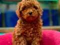 Ufak Boy Red ToyPoodle Yavrular