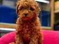 Ufak Boy Red ToyPoodle Yavrular