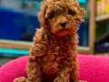 Ufak Boy Red ToyPoodle Yavrular