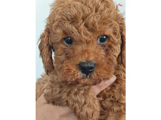 Sevimli cana yakın huyu güzel