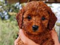 Lekesiz koyu red toy  poodlarimiz 