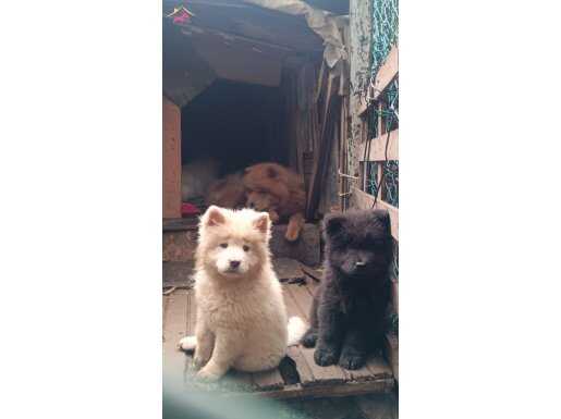 Farklı olmanın farkında olmak için   Özel yavrular