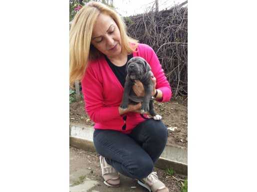 Mükemmel Blue Cane Corso Yavrularımız