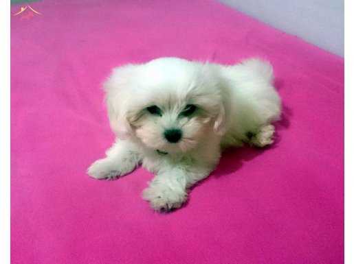 Pamuk şeker maltese terrier yavrularımız