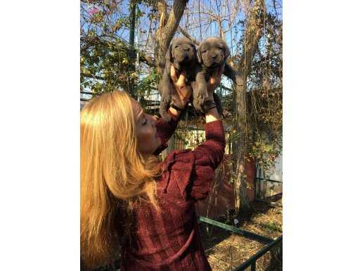 Muhteşem Blue Cane Corso Yavrularımız