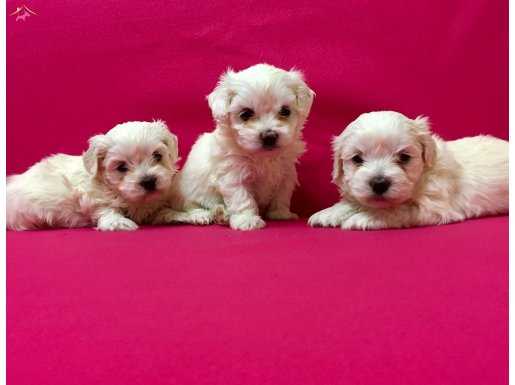 Pamuk gibi maltese terrier yavrularımız