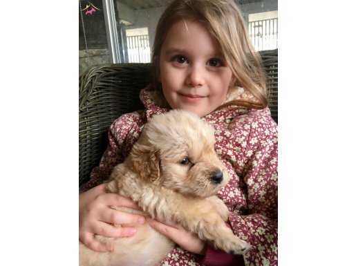 Baby Face Golden Retriever Yavrularımız