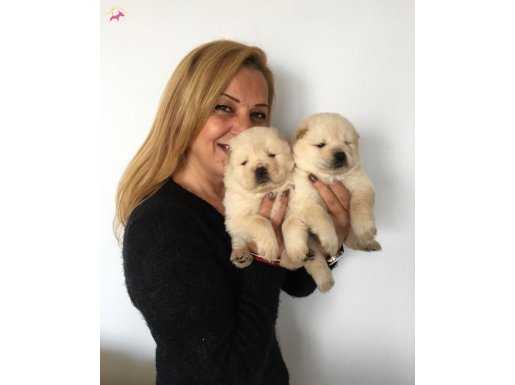 Irk Garantili Mükemmel Chow Chow Yavrularımız