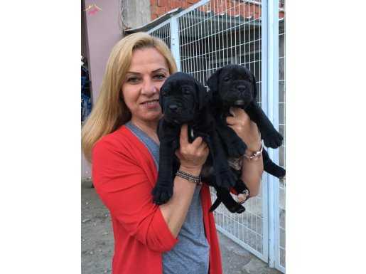 Dev Gibi Mükemmel Cane Corso Yavrularımız