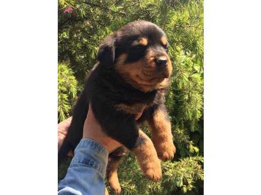 Koca Kafa Rotweiller Yavrularımız