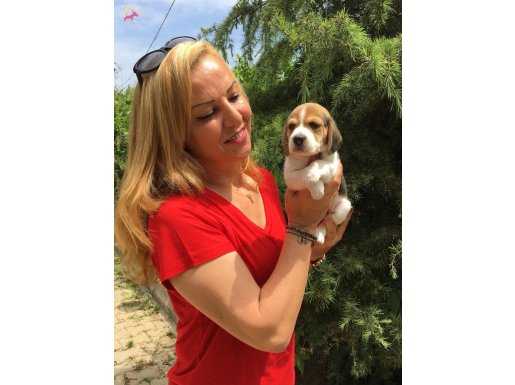 Üç Renk Harika Beagle Yavrularımız