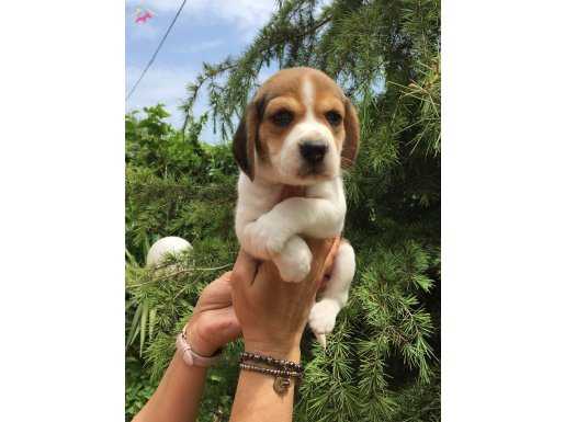 Irk Garantili Harika Beagle Yavrularımız
