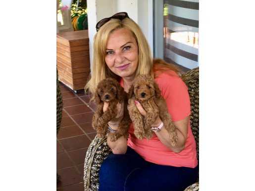 Tüy Dökmez A Kalite Mükemmel Toy Poodle Yavrularımız