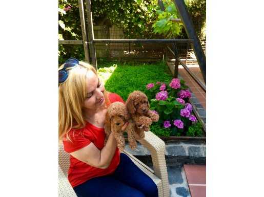 Tüy Dökmez Koku Yapmaz Mükemmel Toy Poodle Yavrularımız