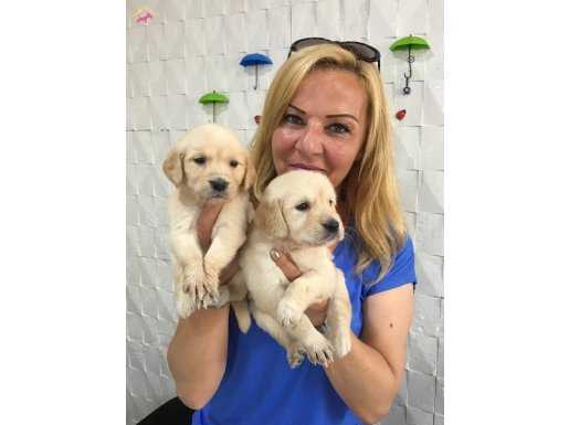 Bebek Yüzlü Küt Burunlu Golden Retriever Yavrularımız