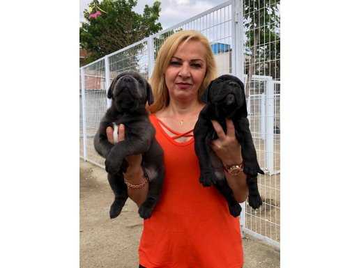 Muhteşem Anne Babadan Mükemmel Cane Corso Yavrularımız