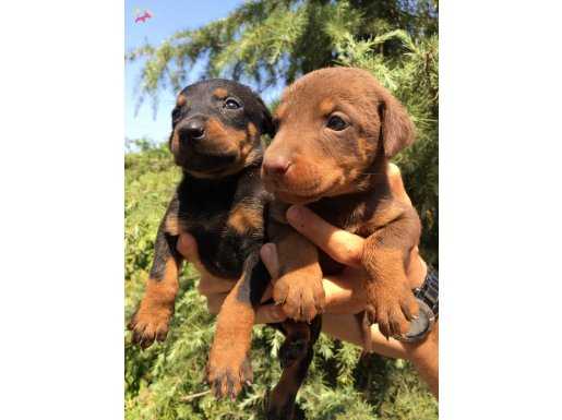 Mükemmel King Doberman Yavrularımız