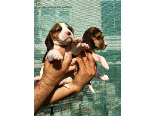 Üretim Çiftliğinden Harika Beagle Yavrularımız