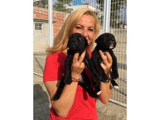 Irk Garantili Muhteşem Cane Corso Yavrularımız