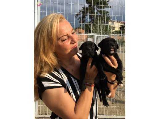 Alan Koruması Yüksek Muhteşem Cane Corso Yavrularımız