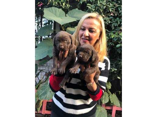 Irk Garantili Mükemmel Labrador Retriever Yavrularımız 