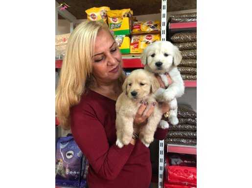 Bebek Yüzlü Küt Burunlu Golden Retriever Yavrularımız 