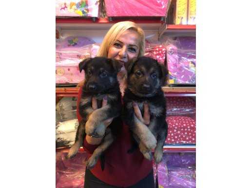 Düşük Bel Mükemmel Alman Kurdu Yavrularımız 