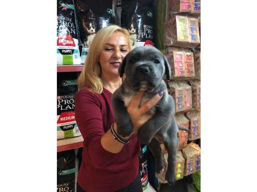 Muhteşem Irk Garantili Blue Cane Corso Yavrularımız 