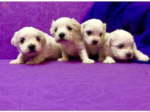 Şirin Sevimli Kar Gibi Maltese Terrier Yavrularımız 