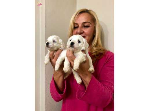 Pamuk Şeker Maltese Terrier Yavrularımız 