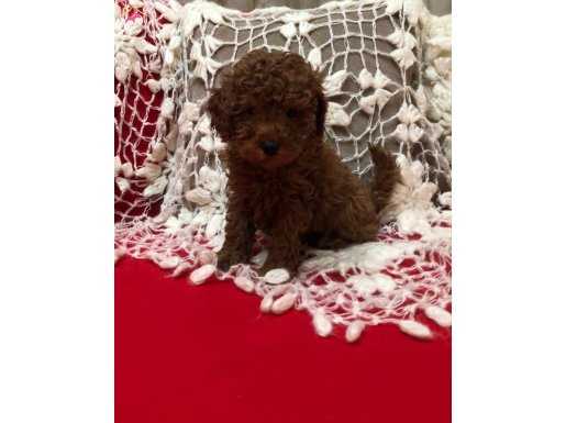 Sevimli Şeker Gibi Toy Poodle Yavrularımız 