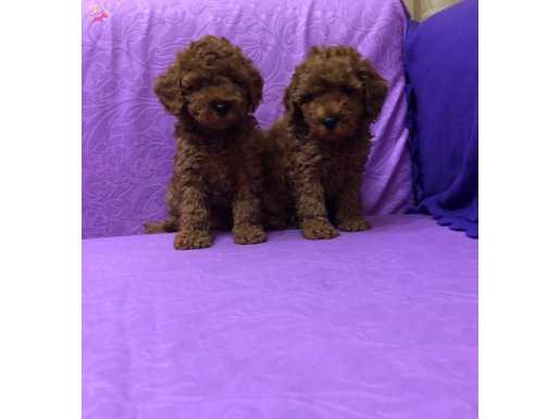 Şirin Sevimli Mini Boy Toy Poodle Yavrularımız 