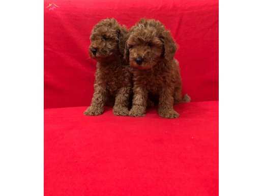 Irk Garantili Mükemmel Toy Poodle Yavrularımız 