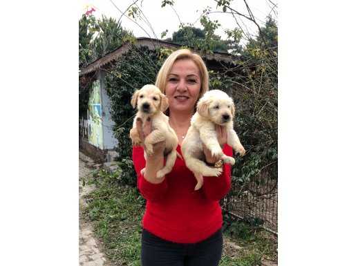 Bebek Yüzlü Harika Golden Retriever Yavrularımız 