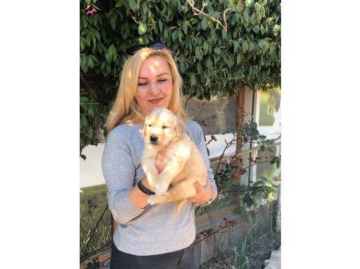 Bebek Yüzlü Mükemmel Golden Retriever Yavrularımız 