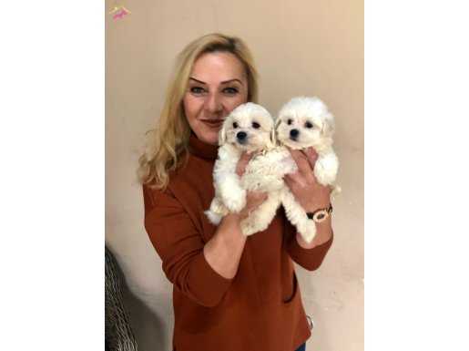 Pamuk Şeker Sevimli Maltese Terrier Yavrularımız 
