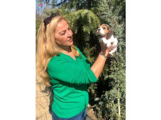 Oyuncu Sevimli Harika Beagle Yavrularımız 