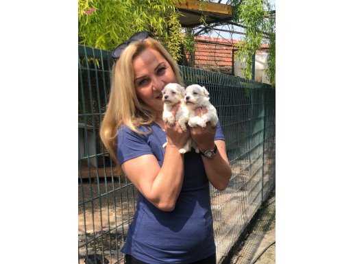 Pamuk Gibi Kar Beyaz Maltese Terrier Yavrularımız 