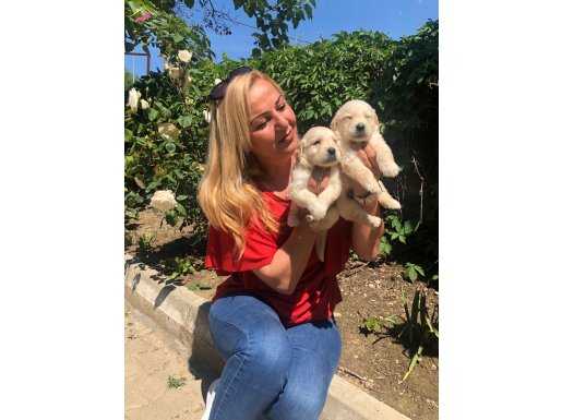 Irk Garantili Küt Burunlu Mükemmel Golden Retriever Yavrular