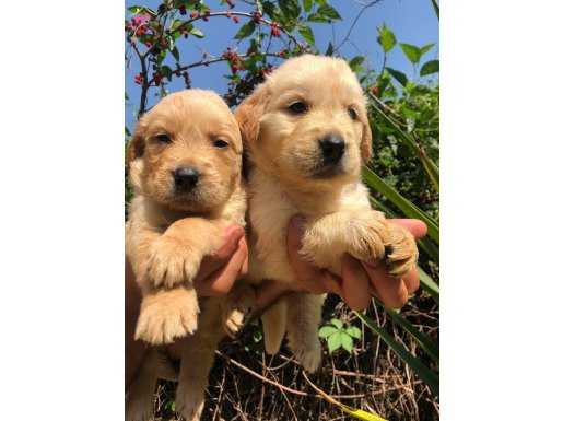 Mükemmel Golden Retriever Yavrularımız 