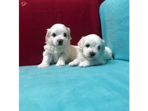Pamuk Şeker Maltese Terrier Yavrularımız 