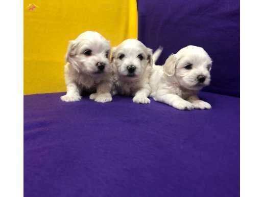 Kar Beyaz Harika Maltese Terrier Yavrularımız 