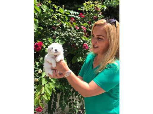 Pamuk Gibi Harika Maltese Terrier Yavrularımız 