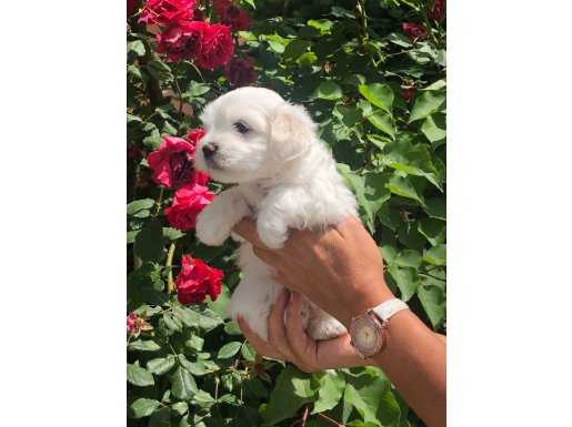 Pamuk Şeker Maltese Terrier Yavrularımız 