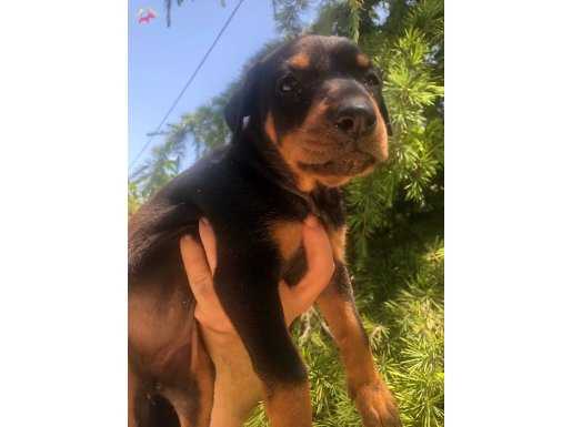 Irk Garantili Muhteşem King Doberman Yavrularımız 