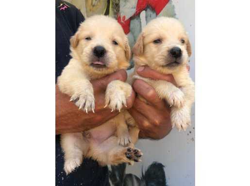 Mükemmel Golden Retriever Yavrularımız 