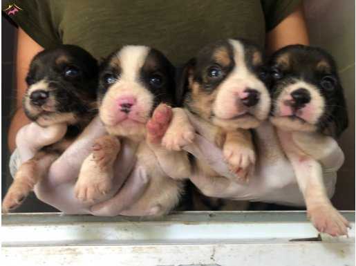 Üç Renk Harika Beagle Yavrularımız 