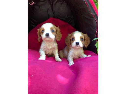 Şirin Sevimli Cavalier King Charles Yavrularımız 