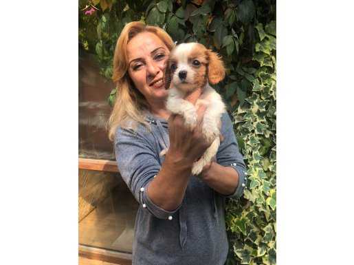 Şirin Sevimli Cavalier King Charles Yavrularımız 