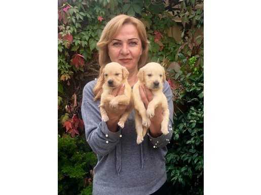 Mükemmel Irk Garantili Golden Retriever Yavrularımız 